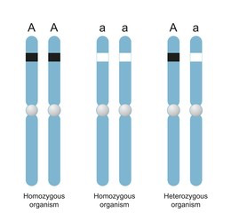 <ul><li><p><span style="background-color: yellow;"><mark data-color="#ffffff" style="background-color: rgb(255, 255, 255); color: inherit;">Homozygous dominant: Two alleles for the dominant trait</mark></span></p></li></ul><ul><li><p><span style="background-color: yellow;"><mark data-color="#ffffff" style="background-color: rgb(255, 255, 255); color: inherit;">Homozygous recessive: Two alleles for the recessive trait</mark></span></p></li><li><p><span style="background-color: yellow;"><mark data-color="#ffffff" style="background-color: rgb(255, 255, 255); color: inherit;">Heterozygous: One dominant and one recessive allele, 2 different</mark></span></p></li></ul><p><span style="background-color: rgb(229, 224, 236);"><mark data-color="#ffffff" style="background-color: rgb(255, 255, 255); color: inherit;">Hemizygous: Having only one allele for a particular gene instead of two</mark></span></p><p></p>