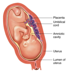 <p>umbilical cord</p>