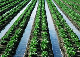 <p><strong>Cutting furrows</strong> between crop rows and filling them with water. <strong>Inexpensive</strong>, but <strong>1/3</strong> of water is lost to evaporation and runoff.</p>