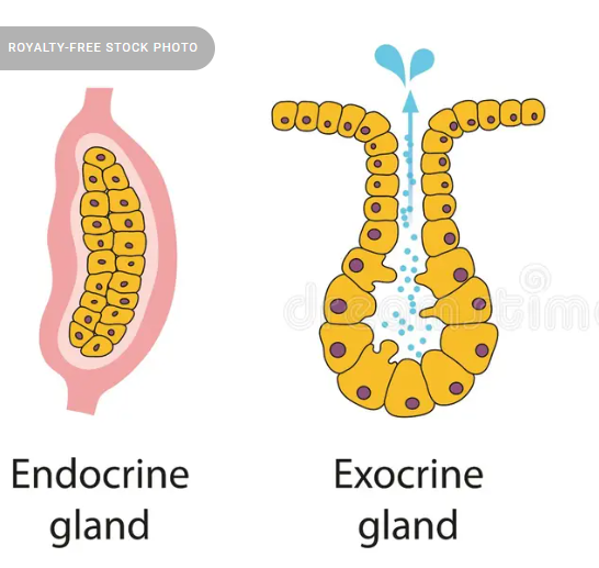 <ol><li><p>endocrine</p></li><li><p>exocrine</p></li></ol><p></p>