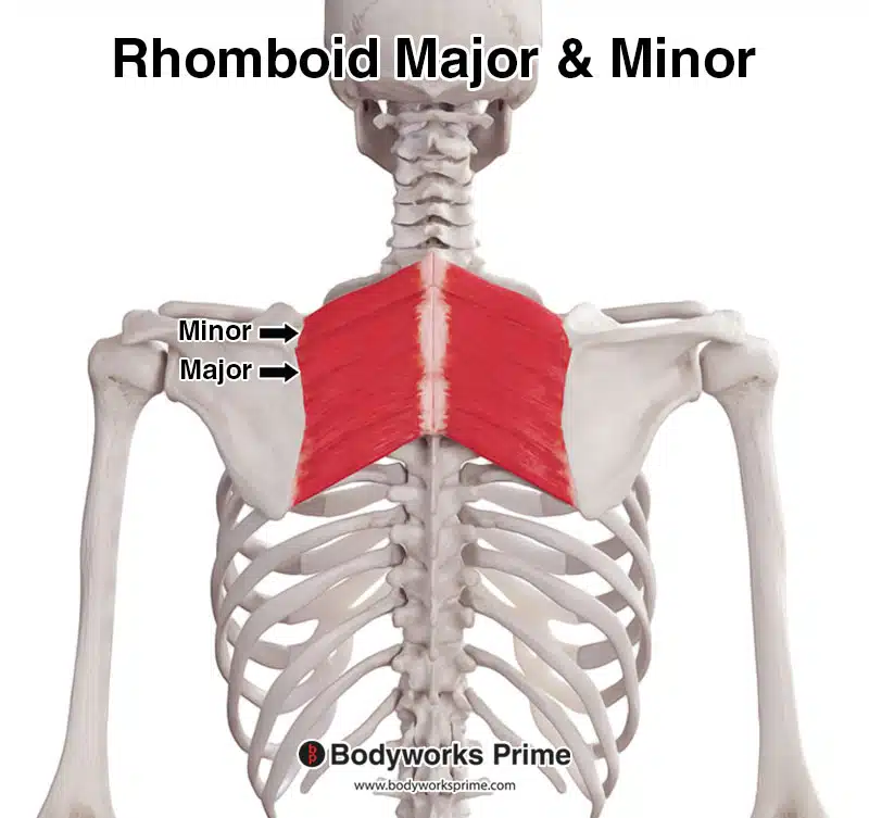<p><span style="background-color: transparent;">T_2 - T_5; medial border of scapula | Stabilizes/retracts scapula</span></p>