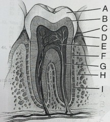<p>this has an opening called the apical foramen</p>
