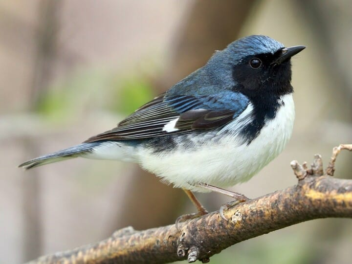 <p>black-throated blue warbler </p><p>blue above, white below <br>black face, neck, flanks <br>white wing patch </p>