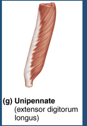 <p>unipennate fascicles </p>