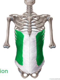 <p>External and Internal Abdominal Obliques</p>