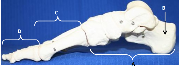 <p>What bone is at section D?</p>