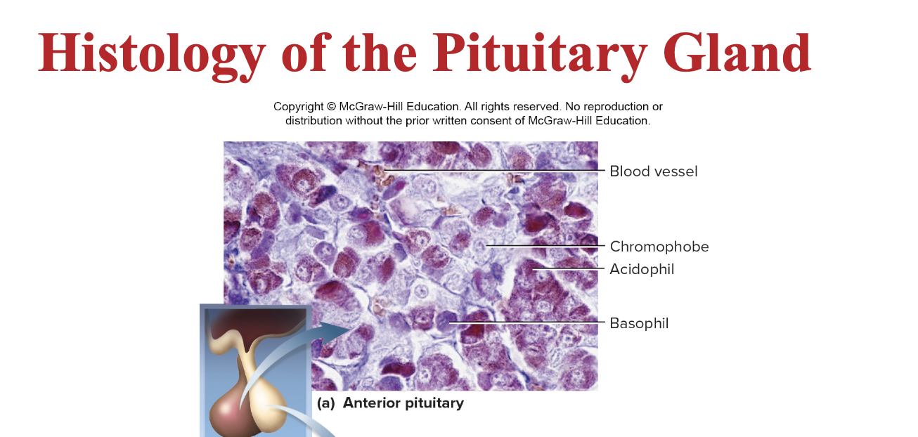 <p>anterior pituitary</p>