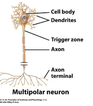 <p>multipolar neurone </p>