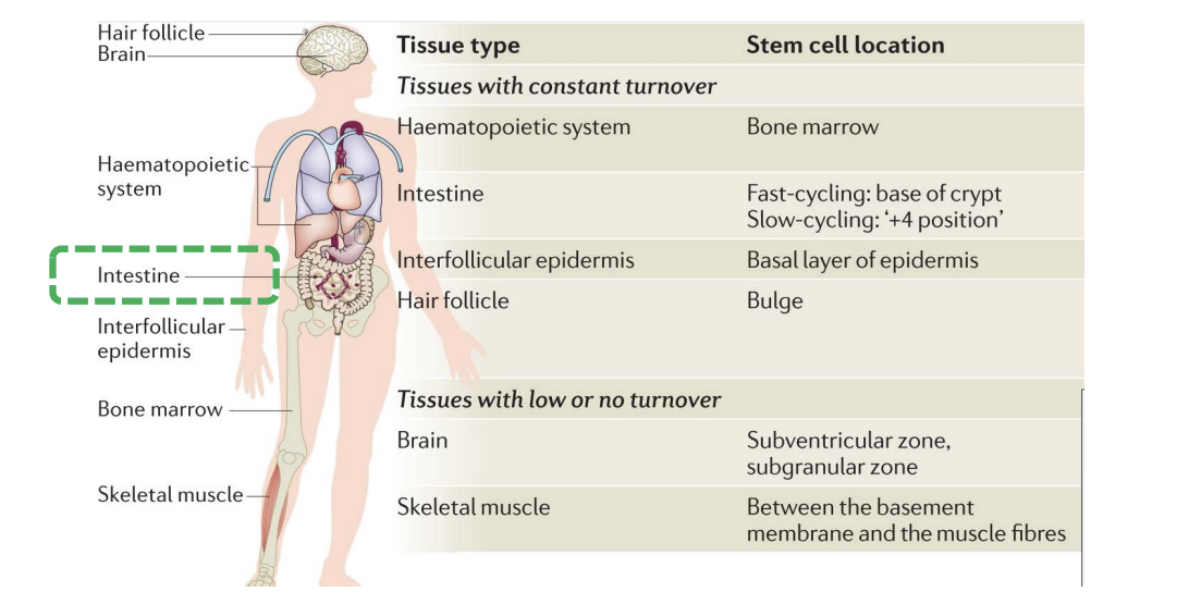 <p>No, some tissues have constant turnover like the intestine or interfollicular epidermis, but other tissues like brain and skeletal muscle have low to no turnover</p>