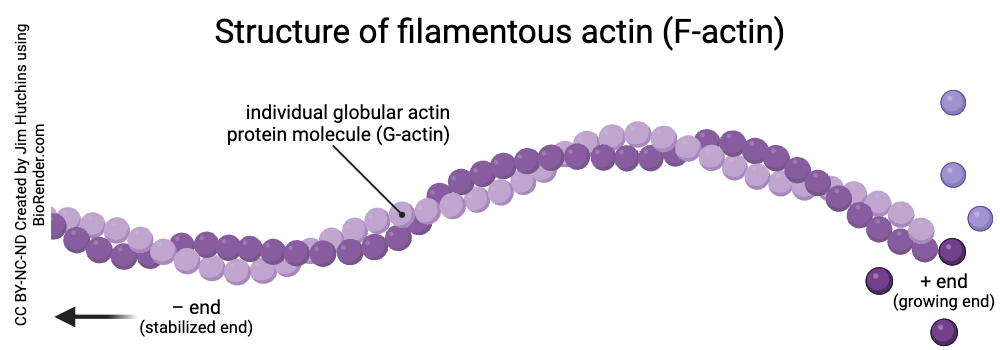 <p>How is actin structured and regulated?</p>