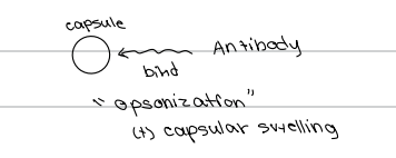 <p>b. Opsonization and capsular swelling</p>