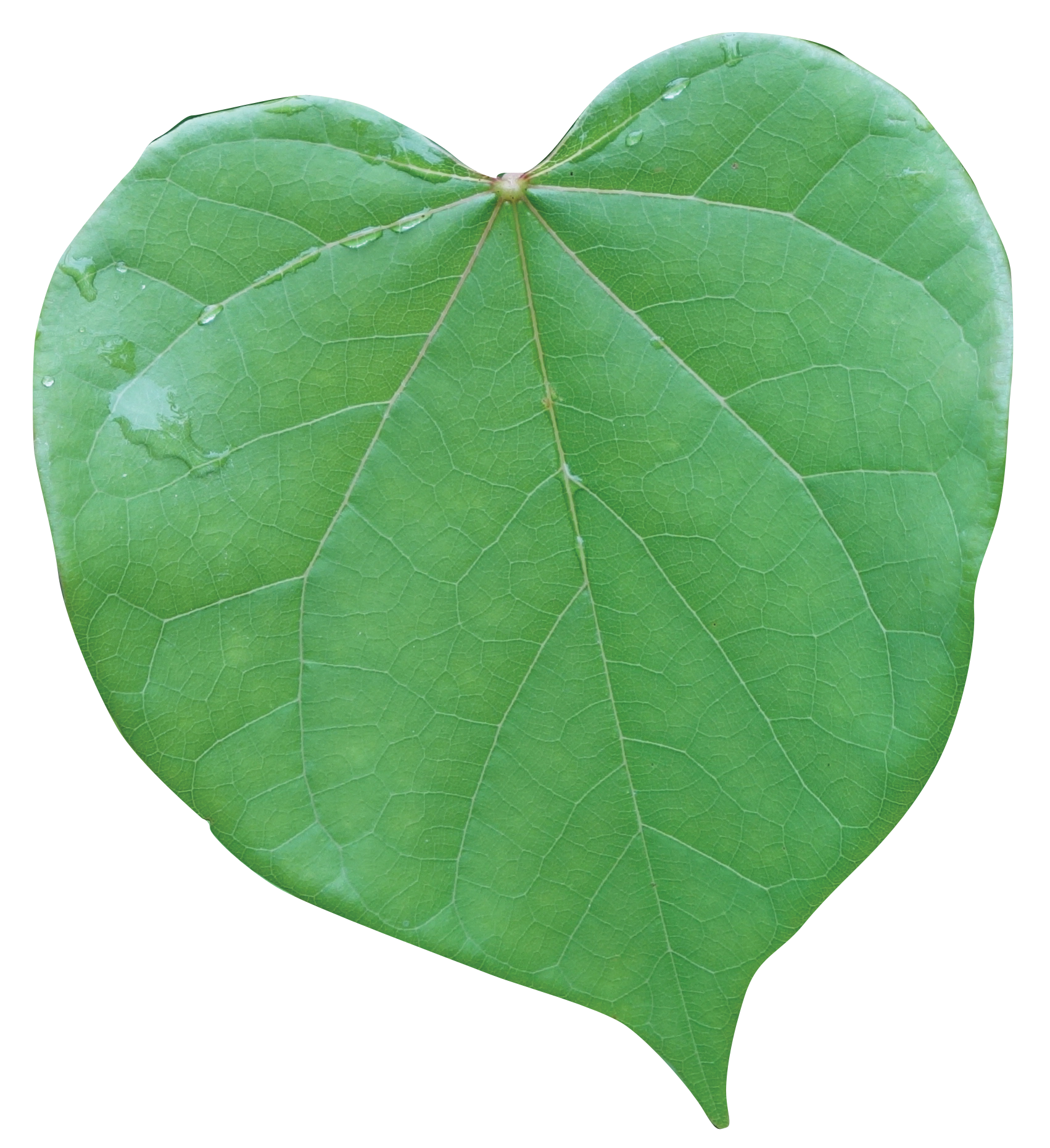 <p>Red Bud</p>