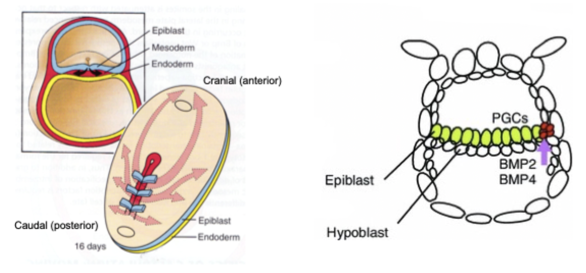 <p>PGC are precursors of sperm and egg. They are specified early in development, embryonic disc with two layers. They are specified by inductive signalling from surrounding cells. </p><ol><li><p>PGCs are specified in the epiblast early, then move to the yolk sac wall near the allantois. </p></li><li><p>Entry into embryo through hindgut: as the embryo folds, PGCs re-enter the embryo by migrating into the endoderm of the hindgut. </p></li><li><p>Migration along dorsal mesentery: from the hindgut, PGCs move cranially along the dorsal mesentery of the gut. </p></li><li><p>Arrival at genital ridges: they finally reach the gonadal ridges on the posterior abdominal wall, where they populate the developing testes or ovaries. </p></li><li><p>Proliferation and differentiation: once in the gonad, PGCs proliferate and later differentiate into spermatogonia or oogonia, depending on sex. </p></li></ol><p>*Mesentery = double layer of peritoneum that suspends the intestines from the posterior abdominal wall and carries their blood vessels, nerves, and lymphatics. </p><p></p>