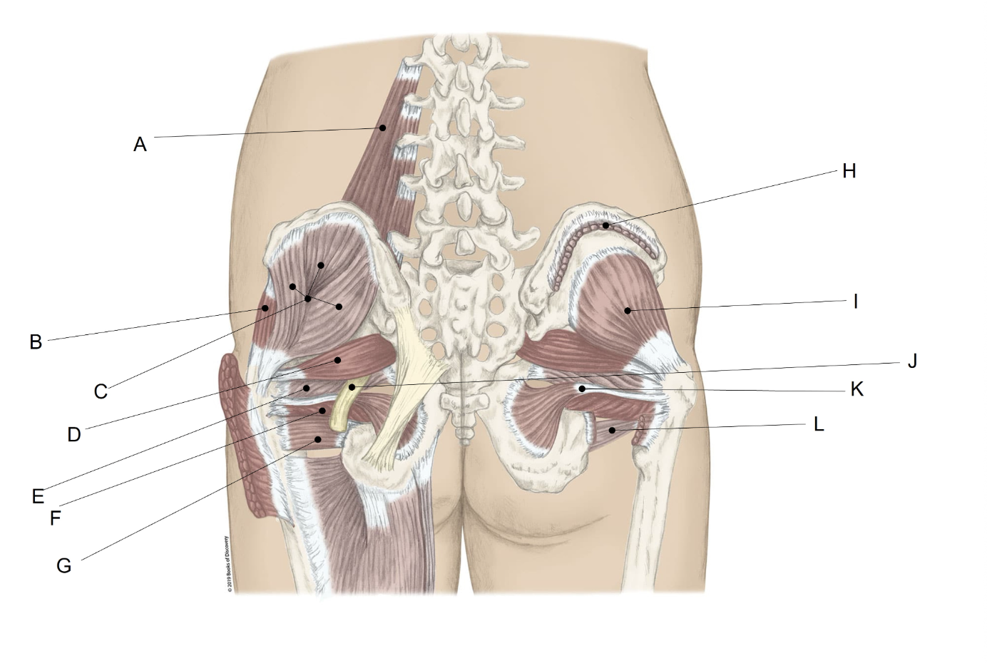 <p><span>Match the LETTER (A-L) with the anatomical structure it is labelling.&nbsp; NOTE: One muscle is used twice because of the layered views.</span></p>