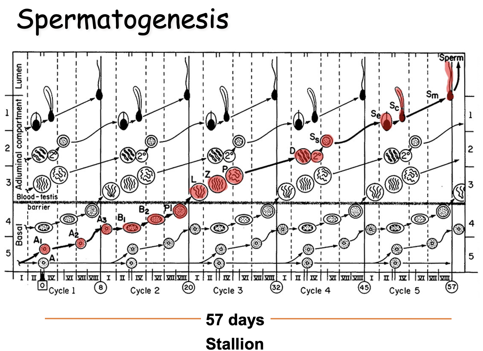 <ul><li><p>Sperm goes through 7 stages</p></li><li><p>All sperms in different stages of development, don’t move while developing</p></li><li><p>Multiple locations in tubules go through same stages</p></li><li><p>Stages — specific cellular associations within small segment of the seminiferous tubule (stages differ in different length of time)</p><ul><li><p>A’gonia</p></li><li><p>I’gonia</p></li><li><p>1’cyte</p></li><li><p>2’cyte</p></li><li><p>Spermatid</p></li></ul></li></ul><p></p>