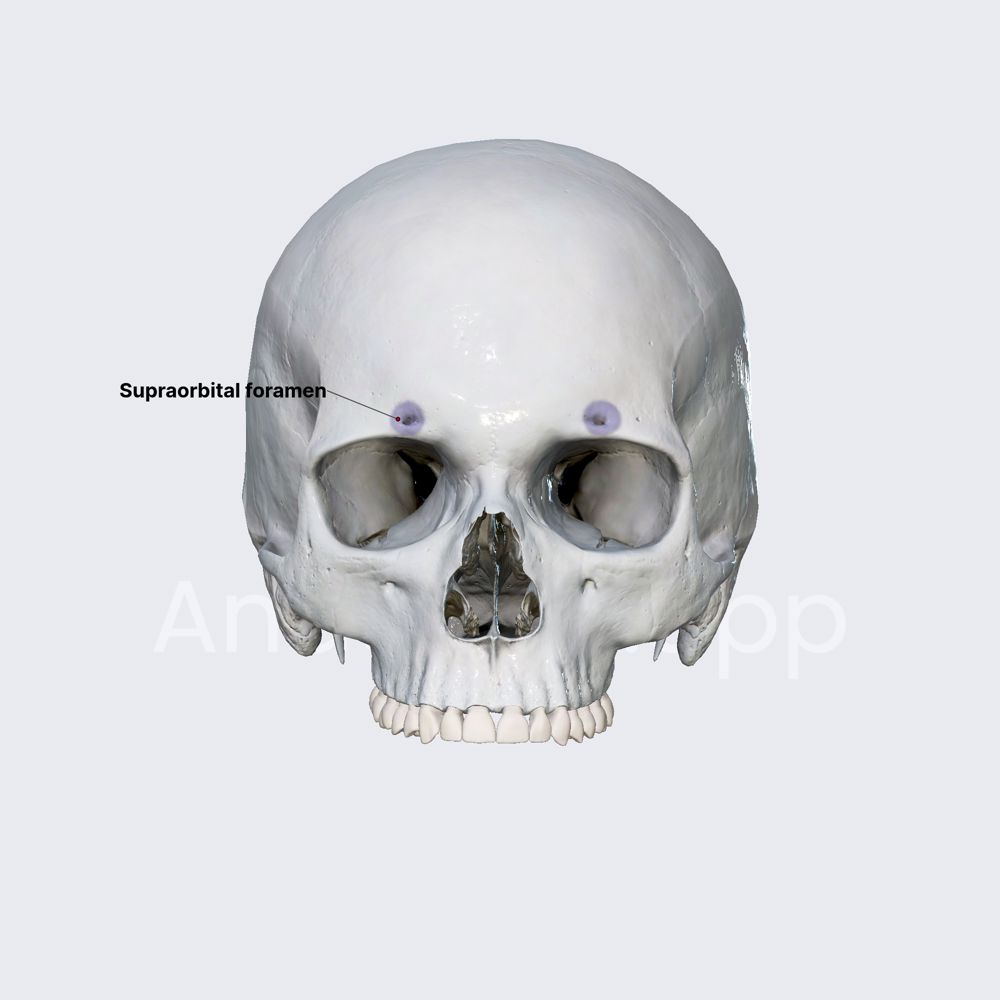 <p>small space directly above the eye</p>