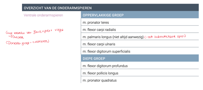 <p>OPPERVLAKKIGE:</p><ul><li><p>m pronator teres</p></li><li><p>m palmaris longus (subnumerair - neit altijd aanwezig)</p></li><li><p>m flexor carpi radialis</p></li><li><p>m flexor carpi ulnaris</p></li><li><p>m flexor digitorum superficialis</p></li></ul><p></p><p>DIEP:</p><ul><li><p>m pronator quadratus</p></li><li><p>m flexor digitorum profundus</p></li><li><p>m flexor pollicis longus</p></li></ul><p></p>