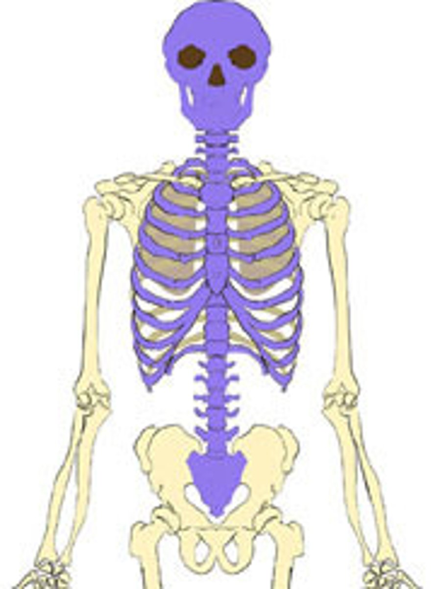 <p>The part of the skeleton comprising the skull, spinal column, and rib cage.</p>