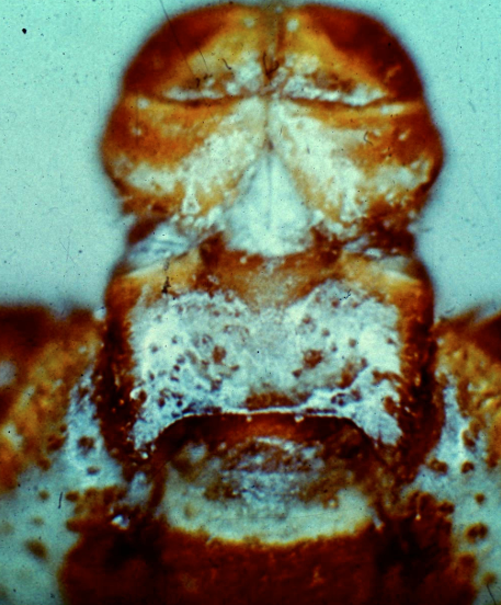 <p>Host seeking (questing) Tick - American Dog Tick</p>