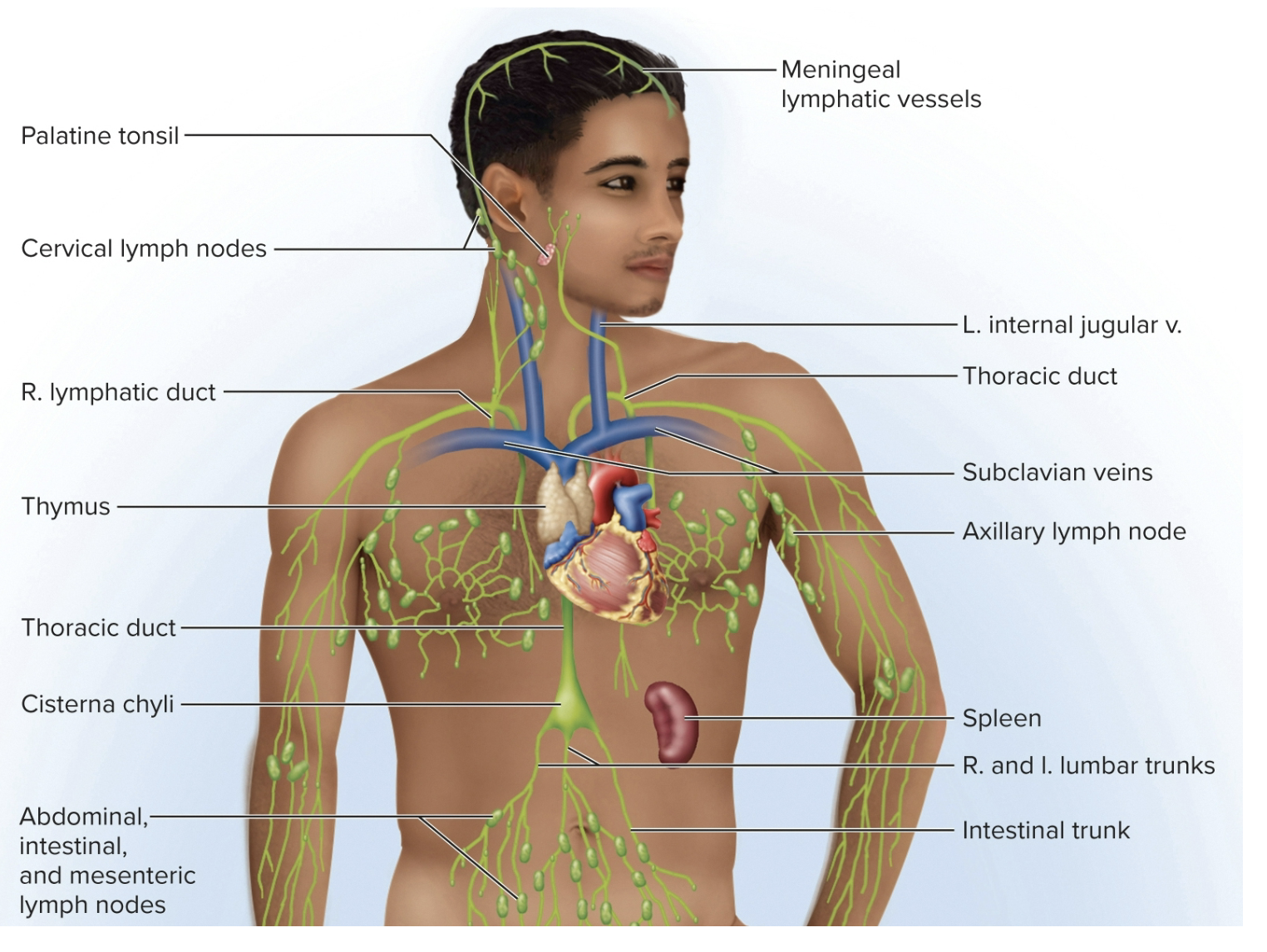 <p>made from lymphatic capillaries that penetrate nearly every tissue by transporting lymph to the lymph nodes. These vessels converge to form larger (11) lymphatic trunks (on test)</p><ul><li><p>made of: tunica interna, media and externa (thinner) much weaker structure compared to veins/can barely see them</p></li></ul><p>Converges into <strong>two collecting ducts</strong>:</p><p><strong>1) Right lymphatic duct:</strong> half of the system drain into the subclavian veins ( right arm, right thoracic region, and right side of the head, and a little bit of the liver) and lymph them become plasma, and empties into the subclavian vein (right side)</p><ul><li><p>right upper wuadrant of body drains to right subclavian vein via lympahtic duc</p></li><li><p>2) <strong>Thoracic duct: larger and longer, begins as a sac in abdomen called (cisterna chyli) receives lymph node from </strong>digestive system &amp; rest of the body (whole bottom of the body, left side of the body, left side of the head, neck, and thorax) drain into the left subclavian vein via <strong>thoracic duct</strong></p></li></ul><p></p>