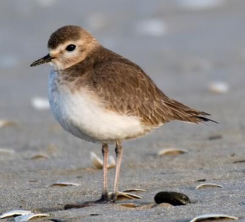 <p>Species, family, order?</p>