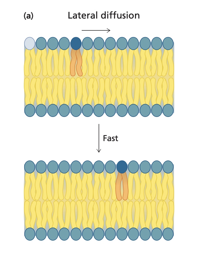 <p>rapid movement of lipids within the plane of ONE monolayer</p>