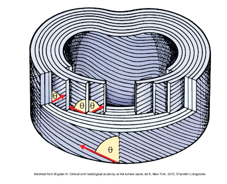 <p>Annulus fibrosus - orientation of layers</p>