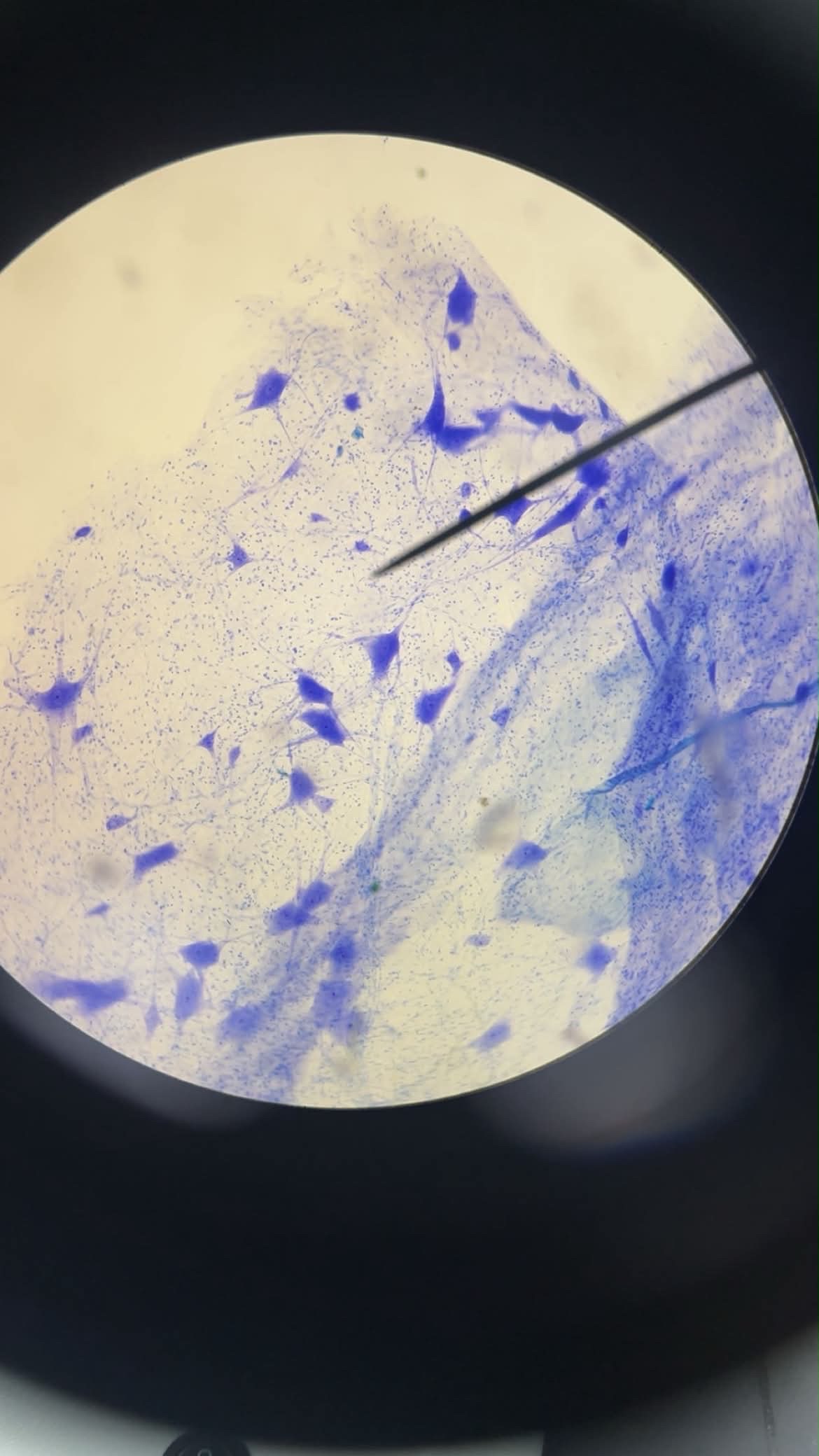 <p>Identify Tissue (Histology)</p>