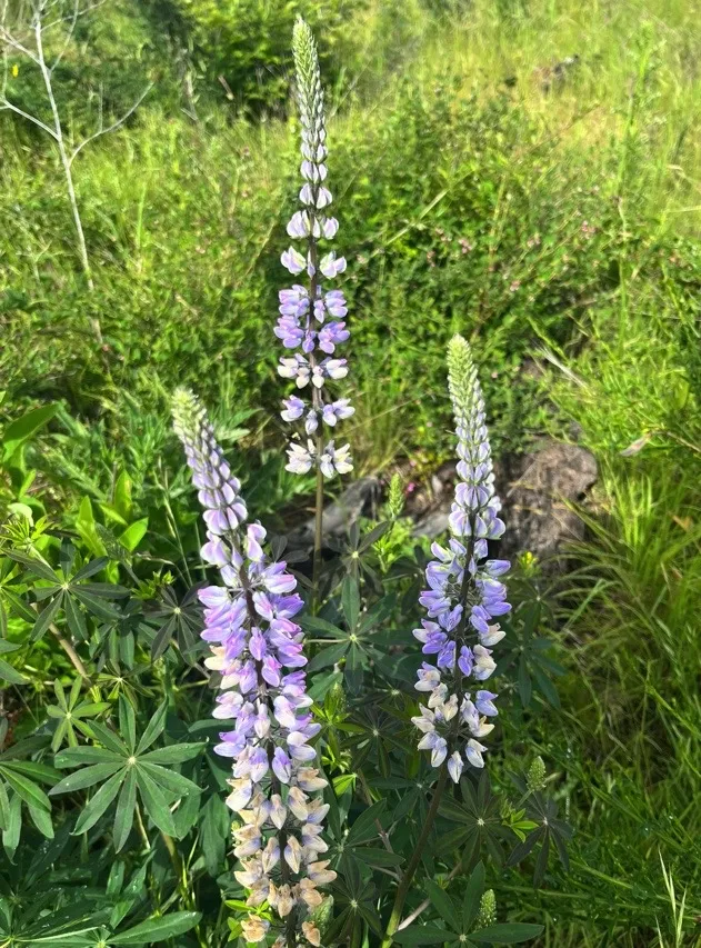 <p>Flowers: dense upright racemes of pea-like flowers ranging from blue-violet to purple-blue, often with white or yellow markings on the banner petal. 5-9 narrow leaflets radiating from a central point. </p>