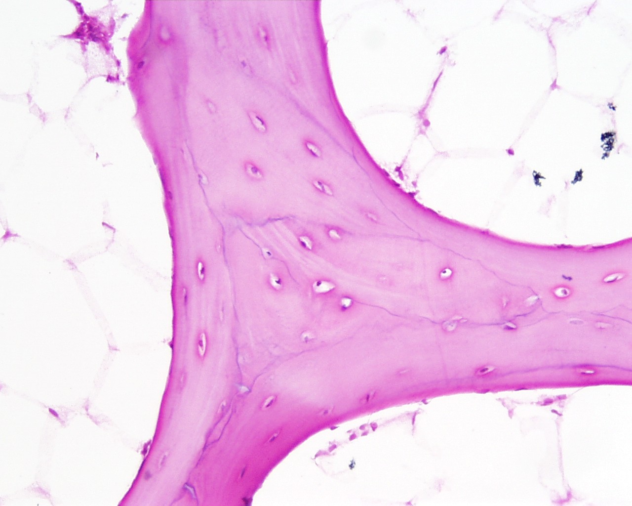 <p>Identifica el tejido</p>