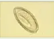 <p>Identify</p>