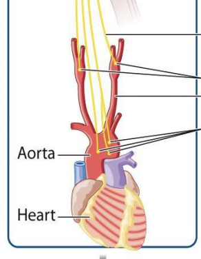 <ul><li><p><span style="background-color: inherit; line-height: 19.55px; color: windowtext;">Aorta: largest blood vessels that comes out from heart</span><span style="line-height: 19.55px; color: windowtext;">&nbsp;</span></p><ul><li><p class="Paragraph SCXO37006180 BCX0" style="text-align: left;"><span style="background-color: inherit; line-height: 19.55px; color: windowtext;">Supplies oxygenated blood to whole body&nbsp;</span><span style="line-height: 19.55px; color: windowtext;">&nbsp;</span></p></li></ul></li><li><p class="Paragraph SCXO37006180 BCX0" style="text-align: left;"><span style="background-color: inherit; line-height: 19.55px; color: windowtext;">When blood goes out of level -> Aorta body and branch of Aorta goes towards neck (common carotid artery)</span><span style="line-height: 19.55px; color: windowtext;">&nbsp;</span></p></li></ul><p></p>