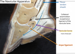 <p>navicular apperatus anatomy</p>
