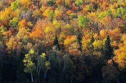 <p>Temperate Broadleaf Forest</p>