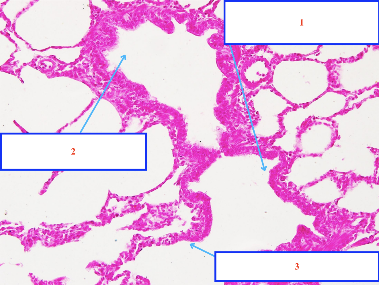 <p>Cấu trúc gì ?</p>