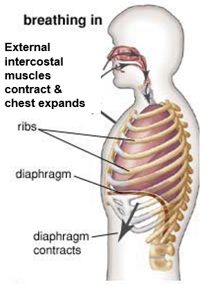 <p><span style="font-family: "Tw Cen MT";"><strong><u>INSPIRATION</u></strong></span></p><p><span>&nbsp;</span><span style="font-family: "Tw Cen MT";">The diaphragm contracts and flattens down.</span></p><p><span>&nbsp;</span><span style="font-family: "Tw Cen MT";">The external intercostal muscles contract and move the rib cage up &amp; out.</span></p><p><span>&nbsp;</span><span style="font-family: "Tw Cen MT";">The volume of the chest cavity increases.</span></p><p><span>&nbsp;</span><span style="font-family: "Tw Cen MT";">Pleural membrane (pleura) adhered to inside of chest cavity expands lungs.</span></p><p><span>&nbsp;</span><span style="font-family: "Tw Cen MT";">Lungs are now a large, empty space so air pressure in lungs is less than air pressure outside.</span></p><p><span>&nbsp;</span><span style="font-family: "Tw Cen MT";">Air flows into the lungs to equalise.</span></p>