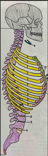 <p>What is the tan (5) bone’s name?</p>