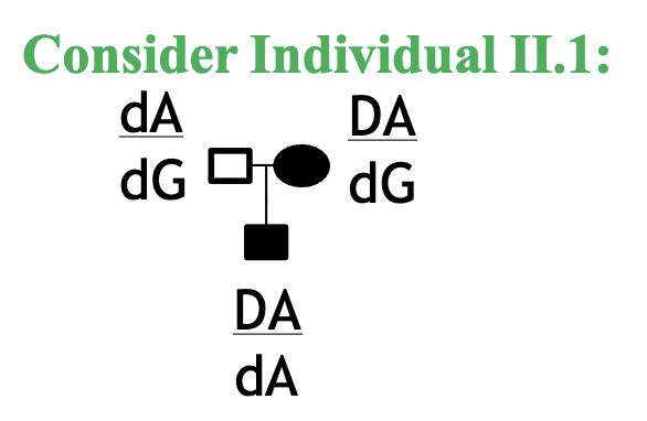 <p><span style="color: rgb(255, 255, 255);">Are the <u>maternally</u> inherited alleles parental or non-parental? a. Parental (nonrecombinant)<br>b. Non- parental (recombinant)<br>c. Not possible to determine</span></p>