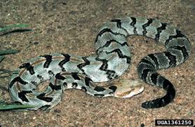 <p>Family Viperidae. Found statewide</p>