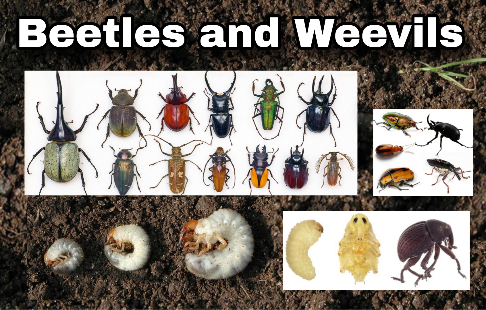 <p>Beetles and Weevils</p>