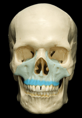 <p>Ridge of the maxilla containing the tooth sockets</p>