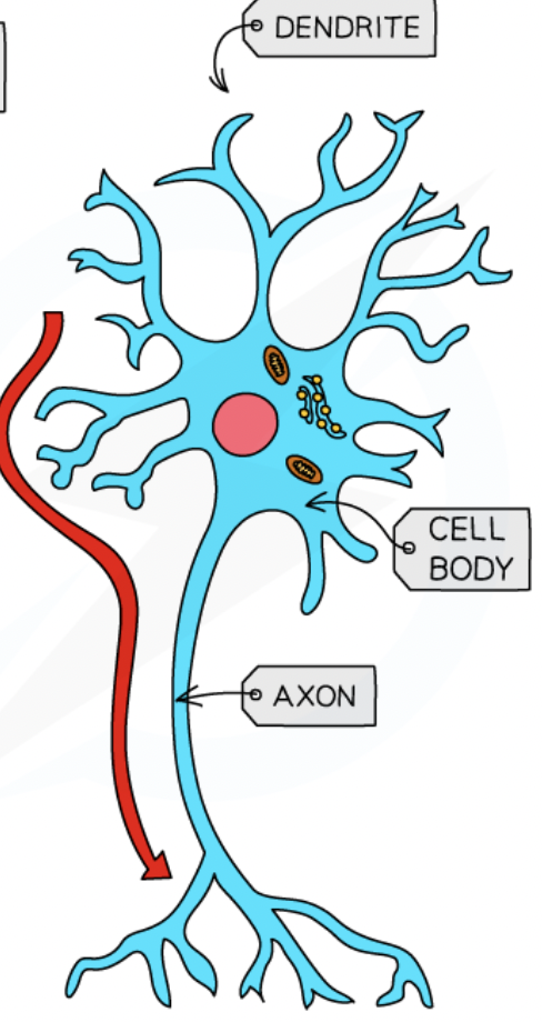 <p>neuron + function + location</p>