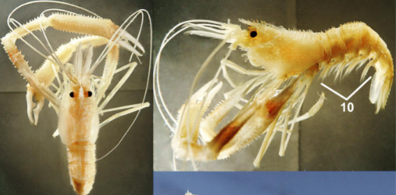 <p>Phylum Arthropoda</p><p>Subphylum</p><p>Class</p><p>Order</p><p>Suborder</p><p>Infraorder</p><p>Traits</p><p>Habitat</p><p>Feeding</p>