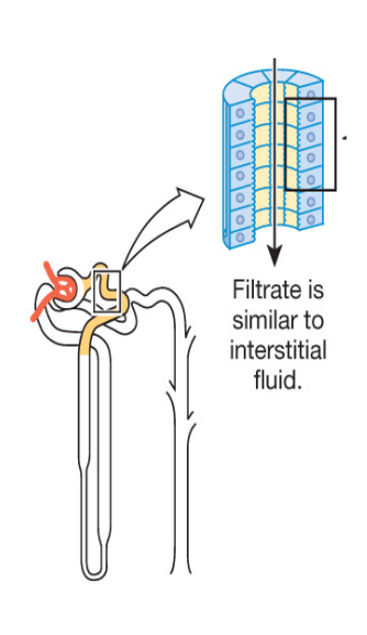 <p>Transepithelial transport</p>