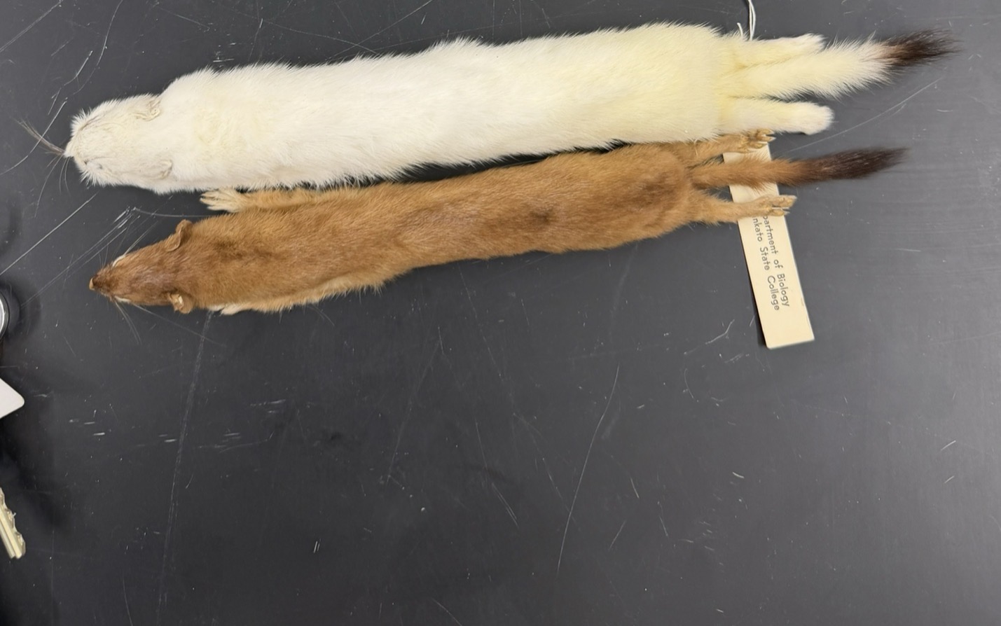 <p>Tail < 1/3 total length</p>