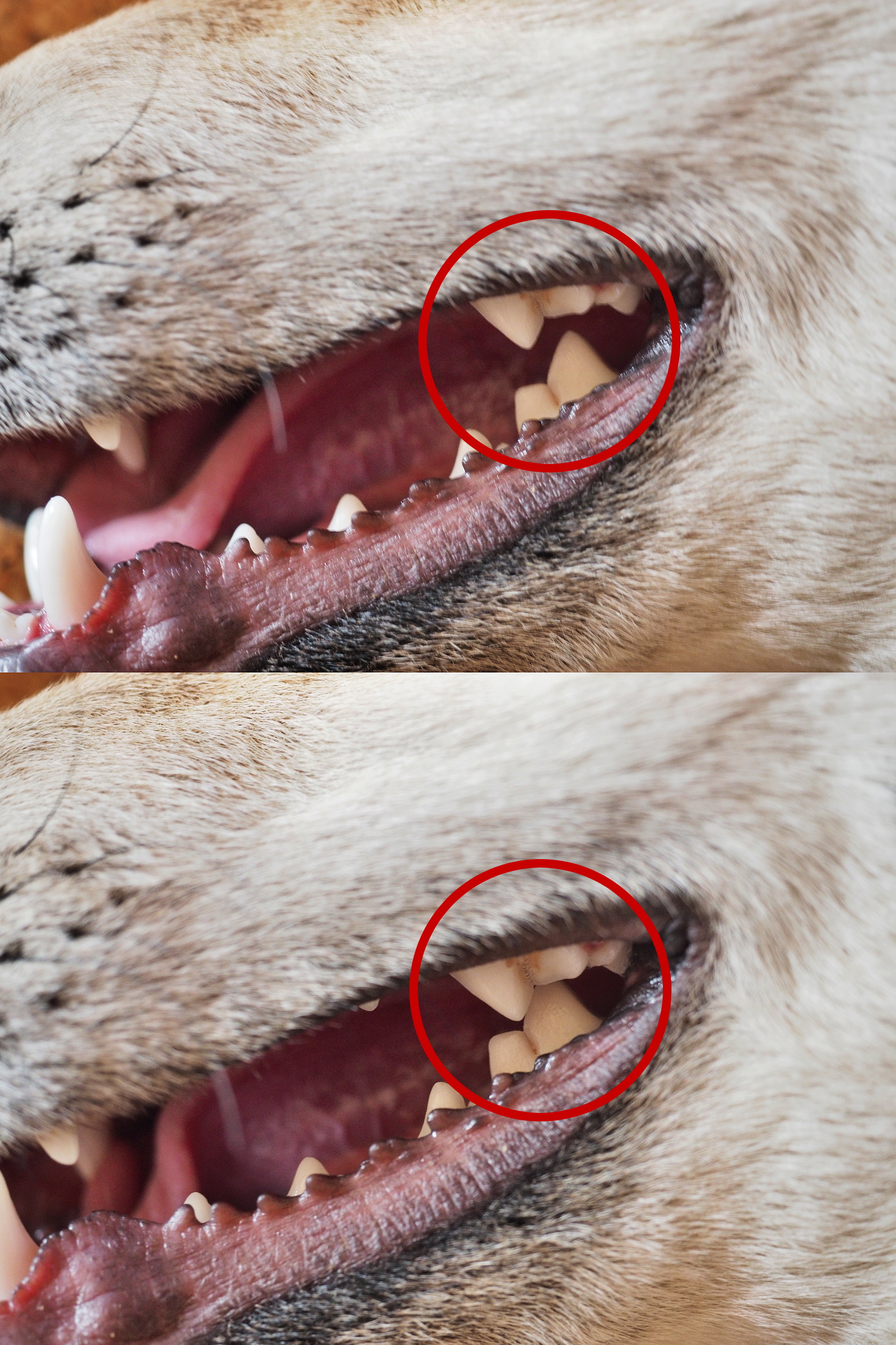 <p>A _______ ___ is a specialized secodont molar found only in Order Carnivora; blade like teeth that cut like scissors (last upper premolar and 1st lower molar)</p>