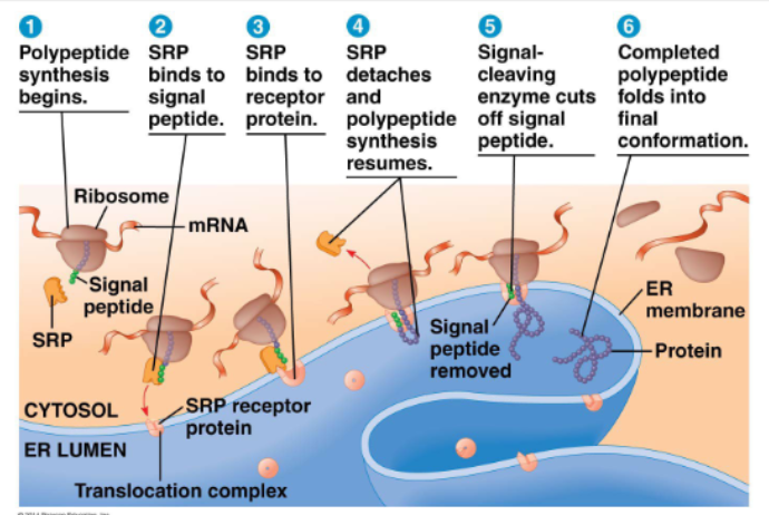 <ul><li><p>signal peptide:</p><ul><li><p>at N terminus of the protein (~20aa)</p></li></ul></li><li><p>SRP: signal recognition particle</p><ol><li><p>polypeptide synthesis begins</p></li><li><p>SRP binds to signal peptide</p></li><li><p>SRP binds to receptor protein</p></li><li><p>SRP detaches and plypeptide synthesis resumes</p></li><li><p>signal-cleaving enzyme cuts off signal peptide</p></li><li><p>completed polypeptide folds into final conformation</p></li></ol></li><li><p>at step 6:</p><ul><li><p>a secretory protein such as insulin is solubilised in lumen, while a membrane protein remains anchored to the membrane</p></li><li><p>both then go to the Golgi via vesicles for further maturation</p></li></ul></li></ul><p></p>