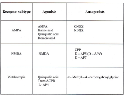 <ul><li><p>CNQX and NBQX are used in treatment of epilepsy</p></li></ul><p></p>