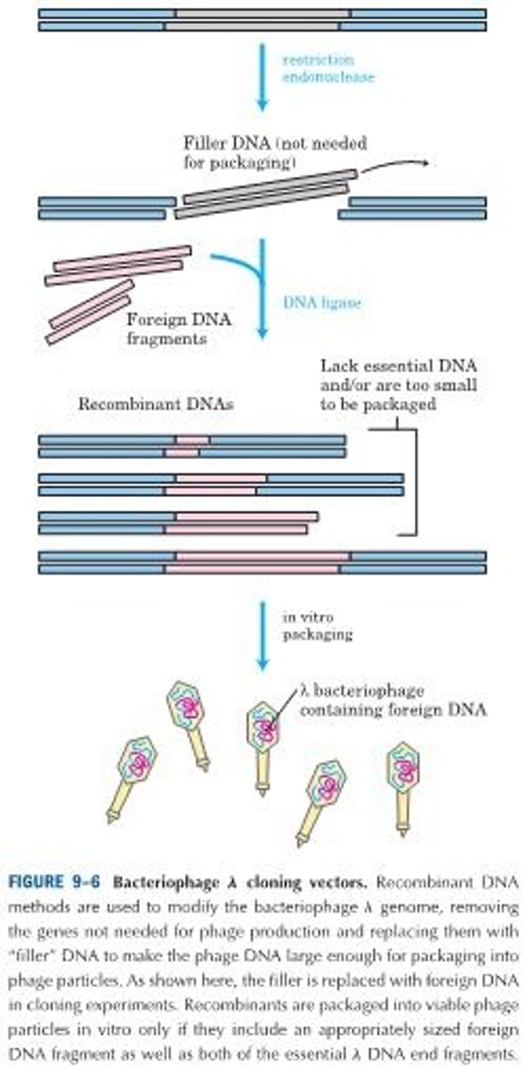 <p>Bacteriophage γ has a very efficient mechanism for delivering its 48,502 bp of DNA into a bacterium, and it can be used as a vector to clone somewhat larger DNA segments. Two key features contribute to its utility:</p><p>1. About one-third of the genome is nonessential and can be replaced with foreign DNA.</p><p>2. DNA is packaged into infectious phage particles only if it is between 40,000 and 53,000 bp long, a constraint that can be used to ensure packaging of recombinant DNA only.</p><p>Researchers have developed bacteriophage vectors that can be readily cleaved into three pieces, two of which contain essential genes but which together are only about 30,000 bp long. The third piece, "filler" DNA, is discarded when the vector is to be used for cloning, and additional DNA is inserted between the two essential segments to generate ligated DNA molecules long enough to produce viable phage particles. In effect, the packaging mechanism selects for recombinant viral DNAs.</p><p>Bacteriophage vectors permit the cloning of DNA fragments of up to 23,000 bp. Once the bacteriophage fragments are ligated to foreign DNA fragments of suitable size, the resulting recombinant DNAs can be packaged into phage particles by adding them to crude bacterial cell extracts that contain all the proteins needed to assemble a complete phage. This is called in vitro packaging. All viable phage particles will contain a foreign DNA fragment. The subsequent transmission of the recombinant DNA into E. coli cells is highly efficient.</p>