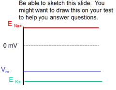 <p>Vm is membrane potential. Value is between the Ena and Ek</p><p>actual membrane potential of cell is balance between Ek which changes if K concentration change and Ena. At rest the cell is much more permeable to K than to Na so the membrane potential is closer to Ek. During an action potential the permeability of the membrane to Na increasing and the membrane potential moves closer to Ena</p>